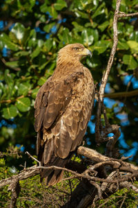 Steppe eagle facing right on sunlit branch