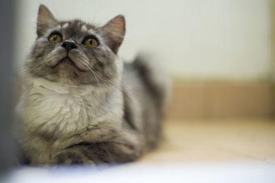 Close-up portrait of cat