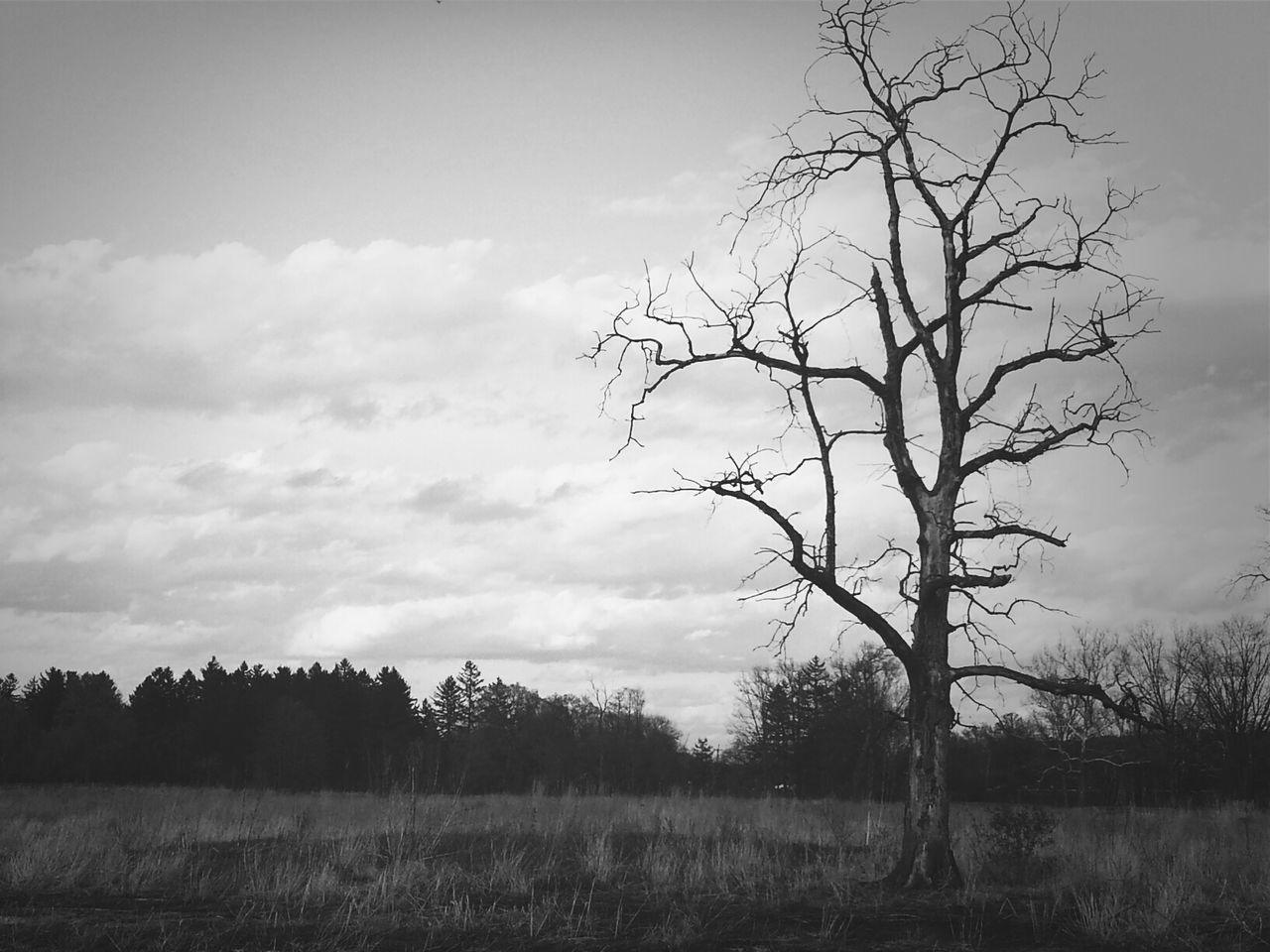 bare tree, sky, landscape, tree, tranquility, field, tranquil scene, nature, scenics, beauty in nature, cloud - sky, branch, rural scene, grass, non-urban scene, cloud, growth, horizon over land, cloudy, remote