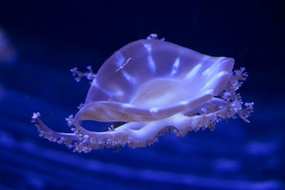 Jellyfish under water, medusa, sea animal in water, blue color background