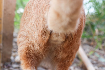 Close-up of a cat