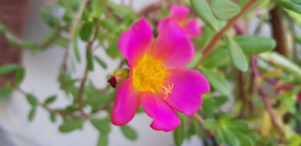 Close-up of bee pollinating on pink flower