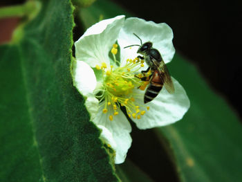 Close-up of bee on white flower