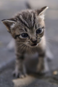 Close-up of kitten standing on footpath