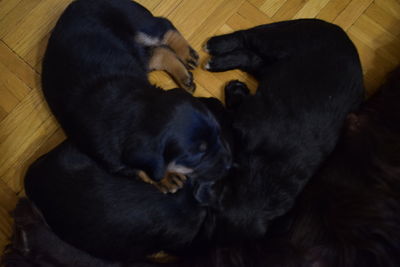 High angle view of two dogs