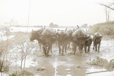 Horses in a farm