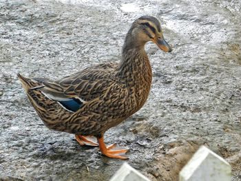 Close-up of bird