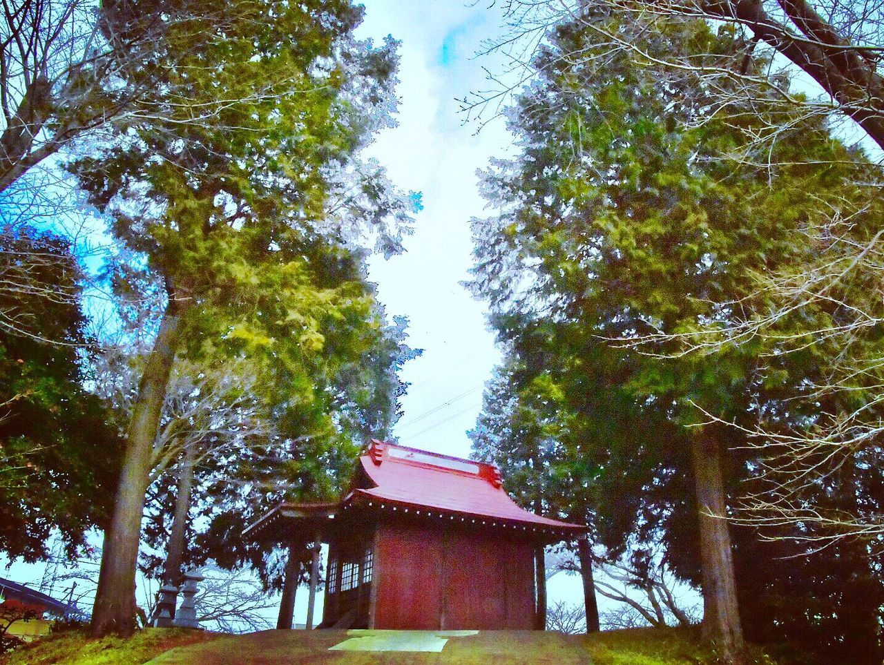 tree, sky, growth, low angle view, green color, no people, outdoors, day, architecture, built structure, nature