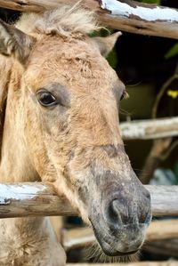 Close-up of a horse