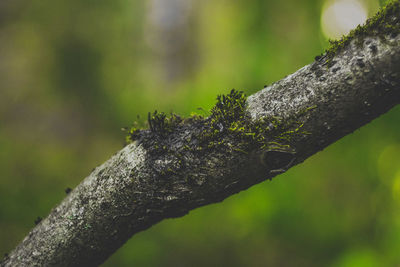 Close-up of moss on tree trunk