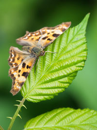 Close-up of butterfly on leaves