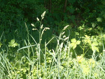 plant