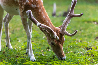 Deer in a field eating grass