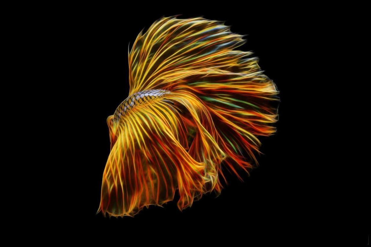 studio shot, black background, indoors, close-up, copy space, yellow, multi colored, no people, cut out, one animal, beauty in nature, pattern, nature, animal, animal wildlife, animal themes, illuminated, fish, motion, orange color, marine