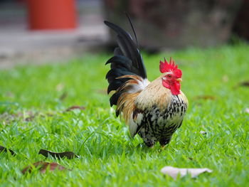 View of a bird on field