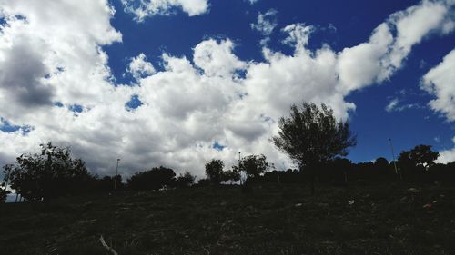 Trees on landscape against sky