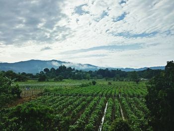 Scenic view of agricultural field against sky