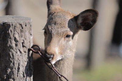 Close-up of doe chewing metallic chain by wooden post