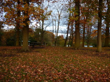 Trees and autumn leaves against sky