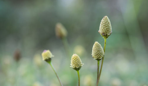 Close-up of flower bud growing outdoors