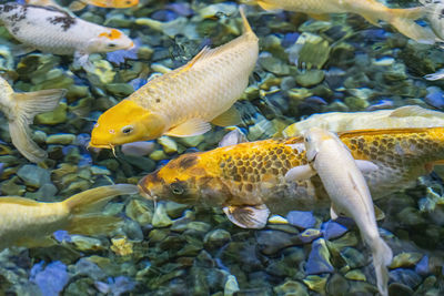 colorful koi