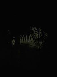 Silhouette palm trees at night