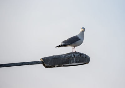 Low angle view of seagull on street light against clear sky