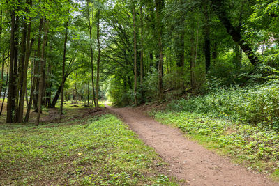 Dirt road amidst trees in forest