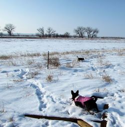 High angle view of pembroke welsh corgis on snow covered field against sky