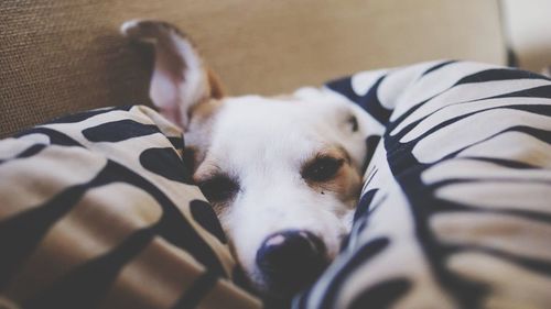 Close-up portrait of a dog resting on bed