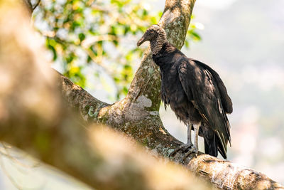 Close-up of bird perching on branch