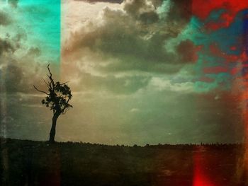 Trees against cloudy sky