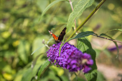 Close-up of butterfly pollinating on purple flower