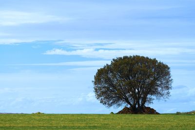 Tree on field against sky