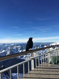 Bird perching on railing against sky during winter