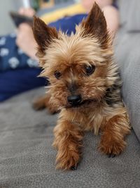 Portrait of dog relaxing on sofa