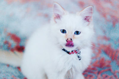 High angle portrait of white cat sticking out tongue
