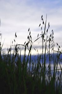 Close-up of plants growing on field against sky