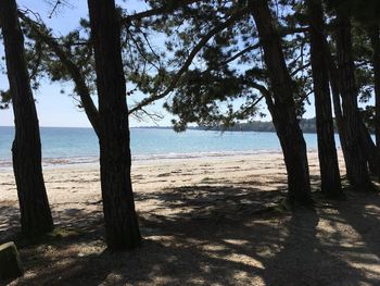 Trees on beach against sky