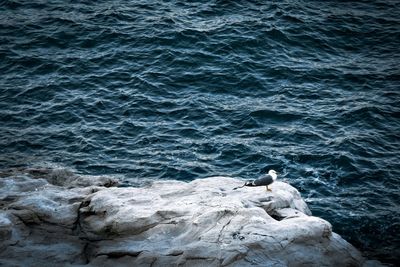 Seagull perching on rock by sea