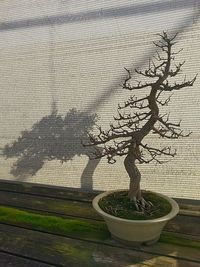 Plant growing on a wall