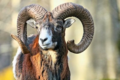 Close-up portrait of elephant