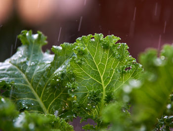 Close-up of raindrops on plant leaves