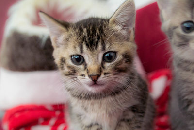 Close-up portrait of kitten