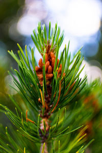 Close up of a pine cone in grand teton national park, wyoming.