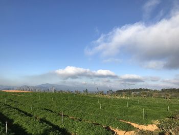 Scenic view of agricultural field against sky