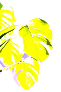 Close-up of yellow leaves on white background