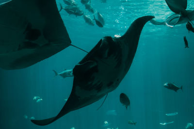 Fish swimming in aquarium