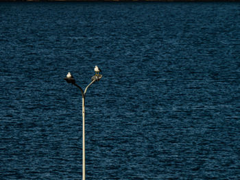 Low angle view of street light