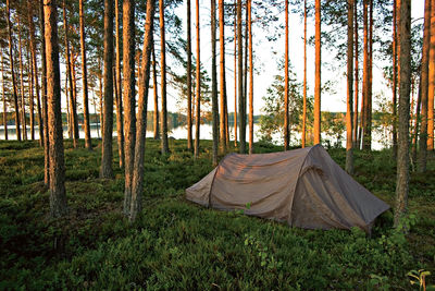 View of trees in forest